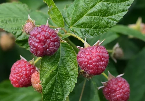 Rozsyp cienką warstwę pod malinami wiosną. Latem ugną się od owoców, a smak cię zaskoczy