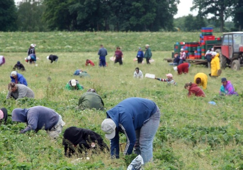 Truskawki u Niemca. Tyle za godzinę wyrywania chwastów