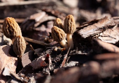Rusza sezon, cenne jak złoto. Ponad 3 tys. zł za kilogram
