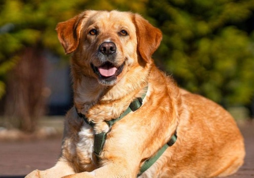 Kaufland i TOZ wspólnie na rzecz zwierząt. Poznaj pyszczki ambasadorów akcji – zwierzaki z charakterem!