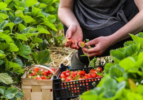 Tyle Niemiec płaci za godzinę pracy przy truskawkach. Kwota może dziwić, Polacy jeżdżą tam od lat