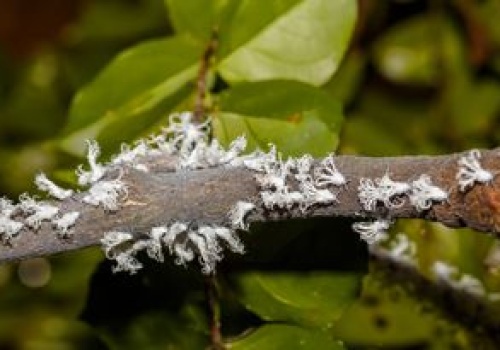 Dotarły do Polski. Działaj szybko, gdy zauważysz w ogrodzie