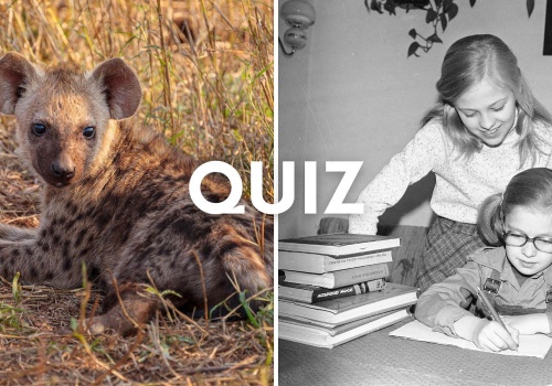 Quiz ortograficzny: Hiena czy chiena? Rozwiąż dyktando o zwierzętach