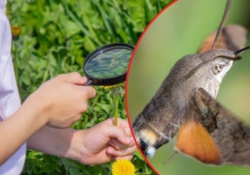 On naprawdę lata jak koliber. Wkrótce zacznij wypatrywać go w ogrodzie