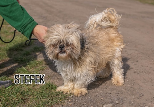 Do serca przytul psa. Przystojniak Stefek czeka na dom