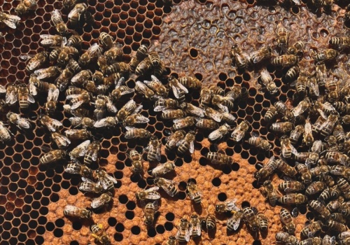 Co dzieje się w ulu? Przedwiośnie to kluczowy czas dla pszczół i pszczelarza