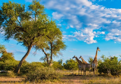 Zobacz Park Narodowy Krugera 🤩✈️ Johannesburg z Turkish Airlines od 2088 PLN 😎