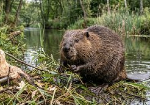 Bobry kluczem do ochrony klimatu. Natura dostarcza nam darmowej technologii