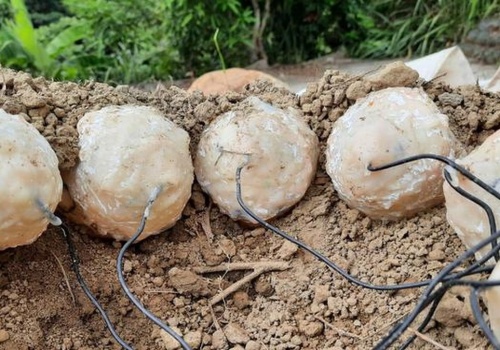 Jak dinozaury opiekowały się jajami? Nowe odkrycia naukowców o inkubacji