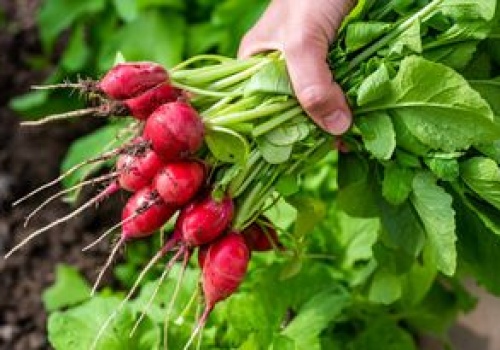 Pierwsza polska rzodkiewka już na rynku. Cena zaskakuje