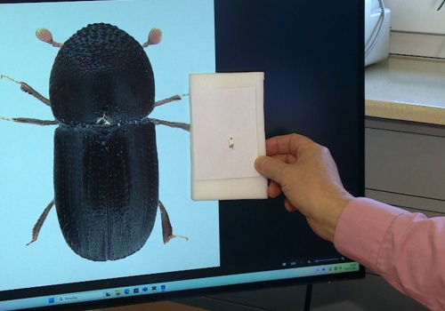 Nowy, niebezpieczny kornik w Polsce. Dotarł do nas z Ukrainy