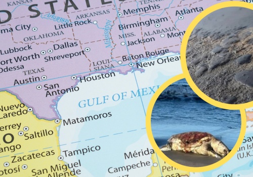 Dramatyczne doniesienia z Zatoki Meksykańskiej. Toksyczny wyciek ropy jest coraz większy