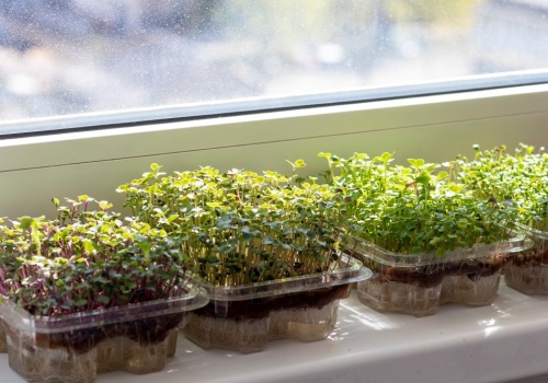 Wyglądają jak kiełki, ale są sto razy lepsze. Możesz hodować je na parapecie