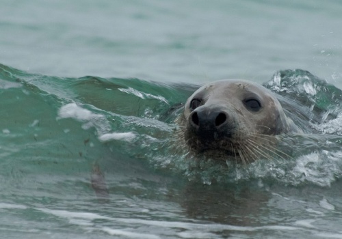 Były na skraju wyginięcia. Dziś coraz częściej można je spotkać na plaży