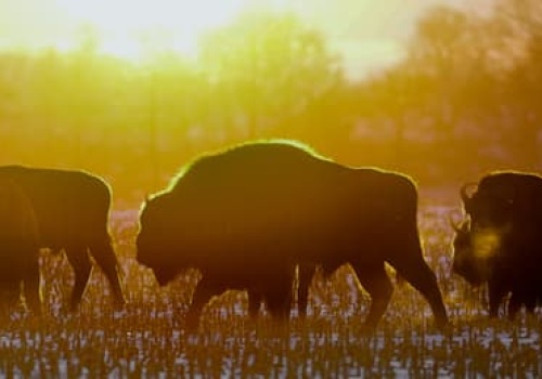 Trzy żubry zginęły w kolizji z pociągiem