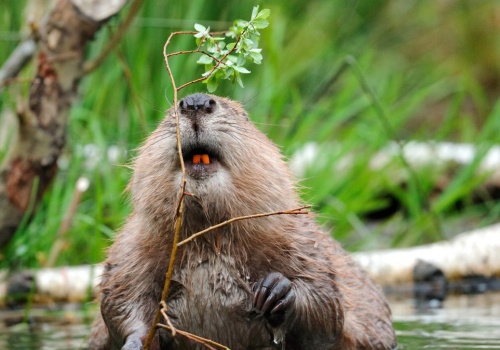 Renaturyzacja po polsku. W czasie prac zniszczyli tamy bobrów