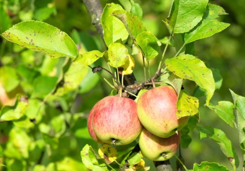 Zapomnij o opryskach. Powieś to na drzewie i ciesz się zdrowymi owocami