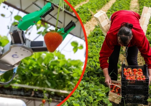 Robot zbierający truskawki wygrywa w UK. Jak zmienia rolnictwo?