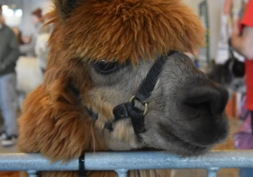 Dolnośląskie Targi Zoologiczne dziś na Stadionie. A na nich węże, alpaki i jeże