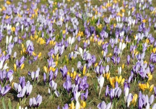 Wieliczka w kwiatach. Krokusy stworzyły niezwykły widok przy kopalni