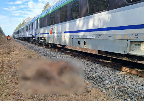 “Żubr” wjechał w stado żubrów