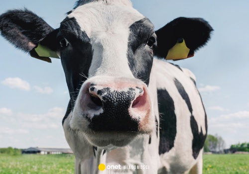 Rolnicy chcą zmian dotyczących odbierania zwierząt. Alarmują o nadużyciach