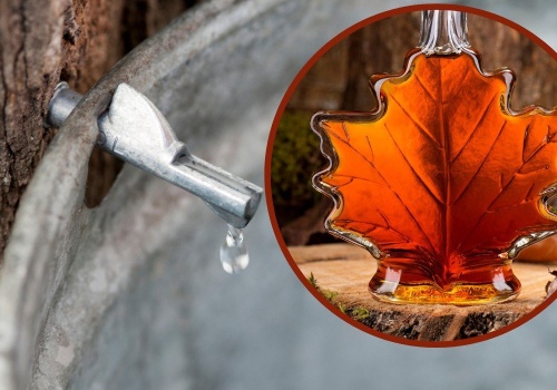 Wiosenna regeneracja po zimie. Poprawia odporność i odmładza. Zbierzesz go właśnie teraz. Sok z klonu jest smaczniejszy niż z brzozy