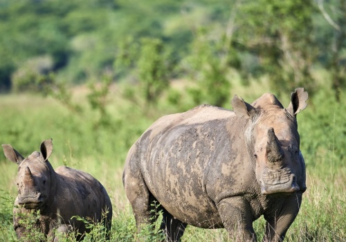 Wrócił olbrzym, którego myśliwi i kłusownicy wytępili 40 lat temu
