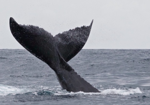 Akcja ratunkowa na Bałtyku. Wieloryb utknął na mieliźnie