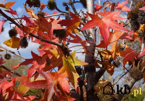 Wystarczy potrzeć liść i poczujesz zapach. Ten hit ogrodów zaskakuje