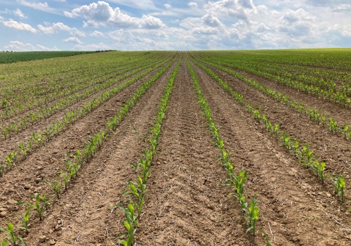 Odchwaszczanie kukurydzy – strategia uzależniona od wilgotności gleby