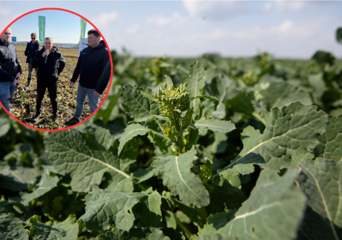 Jak przezimowały uprawy? Rzepak i zboża w ocenie ekspertów