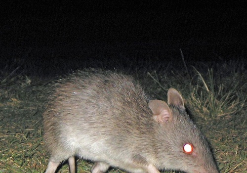 Uważali, że wymarł 150 lat temu. Nocą pojawił się w kamerze