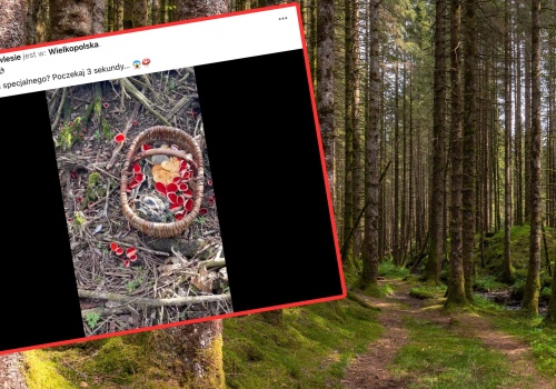 Poszedł na grzyby w marcu. Trafił na niezwykłe miejsce. 