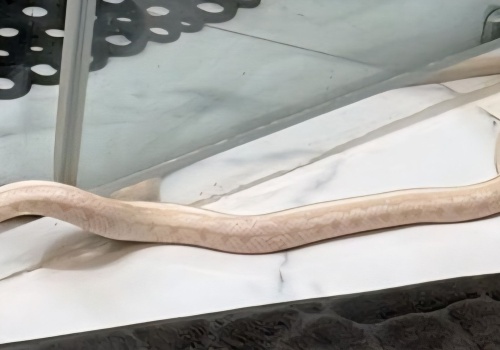 Wąż się wyślizgnął, a potem wrócił do domu (aktualizacja)