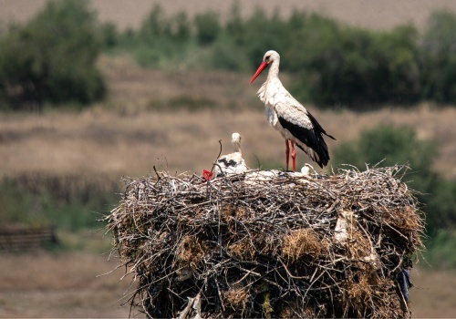 Pierwsze bociany wróciły do regionu