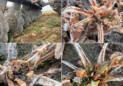 Trudne decyzje o likwidacji rzepaku. Słabe plantacje bez opłacalnej alternatywy