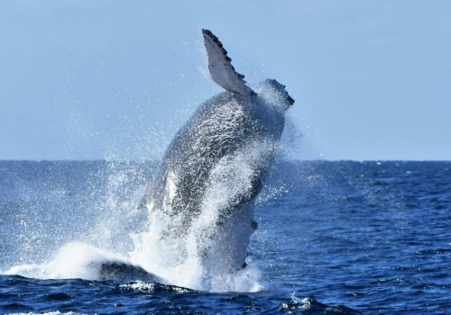 Wieloryb utknął na Bałtyku. To nie powinno się wydarzyć