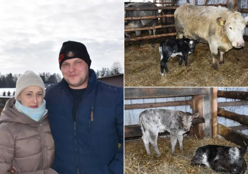 Znalazł przy krowie trzy cielęta. „Byłem bardzo zdziwiony”