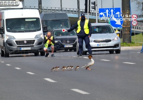 Już za moment rozpoczną się wędrówki nurogęsi do Wisły!
