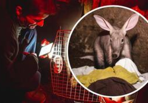 Matka odrzuciła małego mrównika. Afrykańskie zwierzę wychował pan Andrzej z Wrocławia