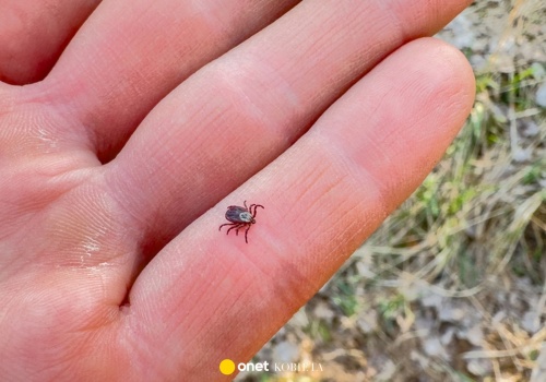 Coraz więcej kleszczy w ogrodach. Ten gatunek ptaka pomaga w walce