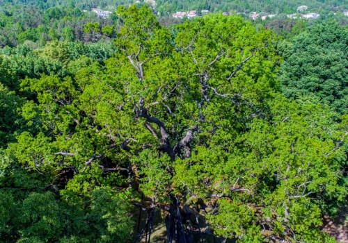 Rekordy rodzimej flory, czyli nie tylko o Dębie Bartku