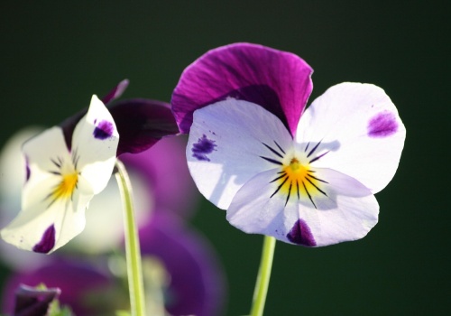 Nawet 10 sadzonek za sprzęt. W Krakowie rusza akcja „Kwiaty za elektrograty”