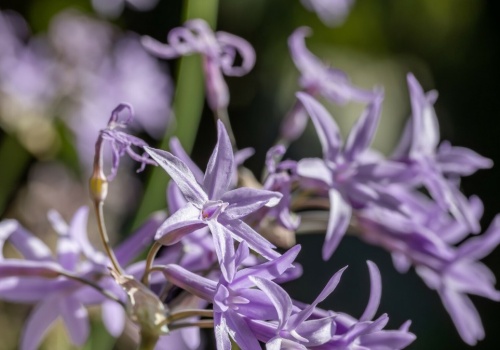 Posadź w ogrodzie. Krety i nornice będą się trzymać od niego z daleka