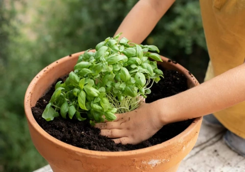 Bazylia ze sklepu nie musi umrzeć. Ten trik zamienia ją w dużą roślinę