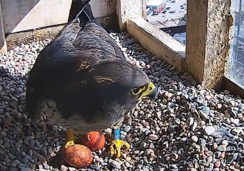 Nowe życie na kominie elektrociepłowni w Gdyni. Sokoły wysiadują jaja na oczach internautów