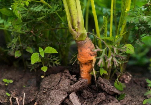 Marchew nie wschodzi? Winna jest gleba – ten błąd robi prawie każdy