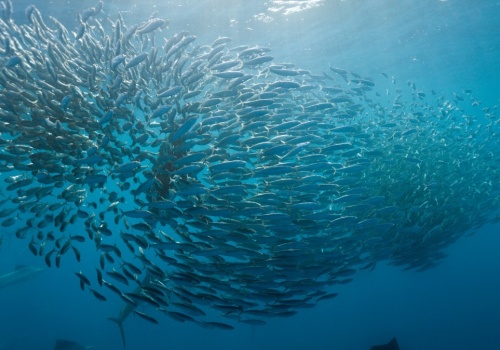 Coś bardzo złego dzieje się z rybami na świecie. Odkryli to Polacy