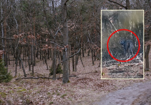 Wypatrzył go w zaroślach. Leśniczy natychmiast chwycił za telefon